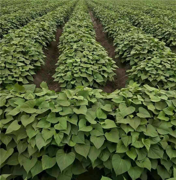 高溫多雨季節，紅薯種植怎樣才能高產？生長中期一定做好這5點